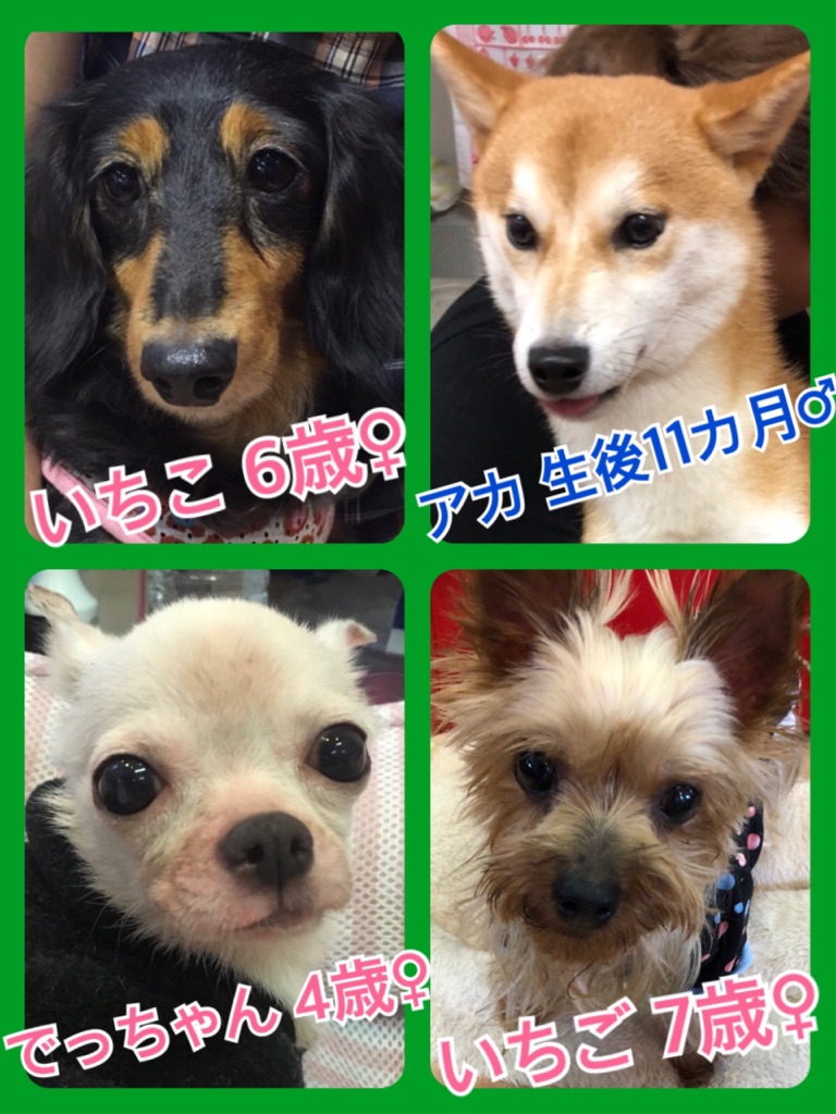 🐾今日の里親様募集中ワンコ🐶メンバーです🐾2018,8,31